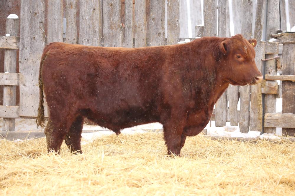 bull